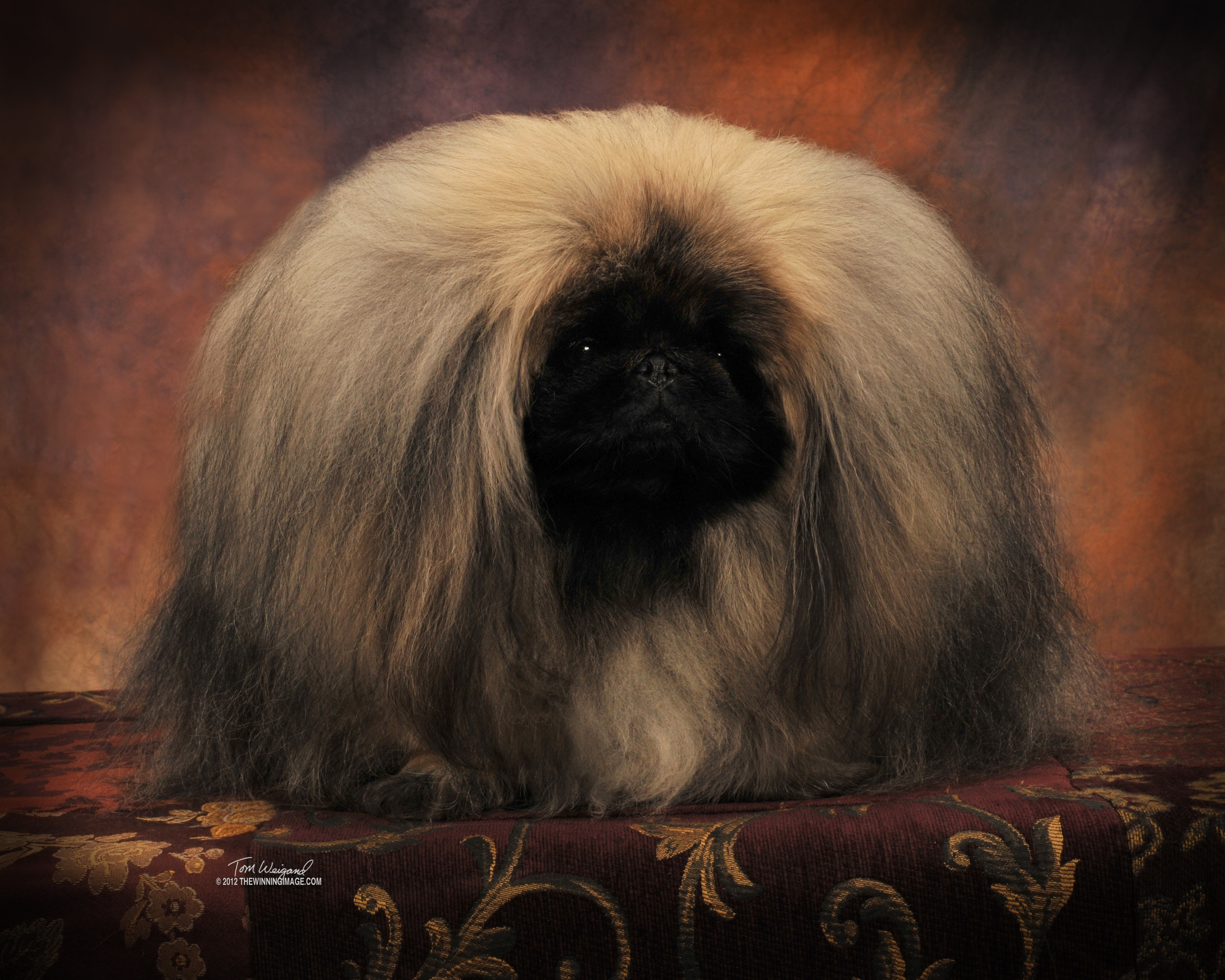 Pekingese Personality